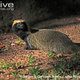 Illustration for article titled Monday Mustelid - Galictis cuja Edition